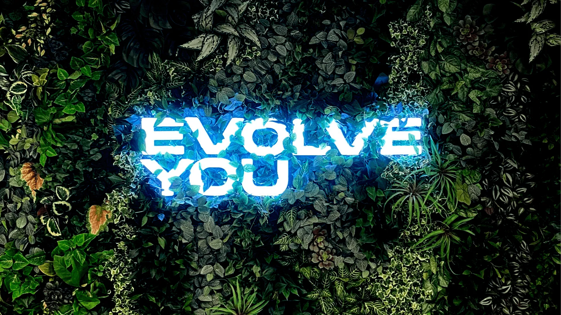 Example of work for EvolveYou
